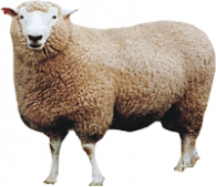 Alpha Sheep logo New Zealand
