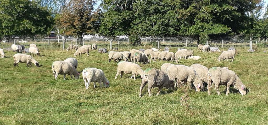 AI d ewes — Genetic Gains in Wanaka, New Zealand