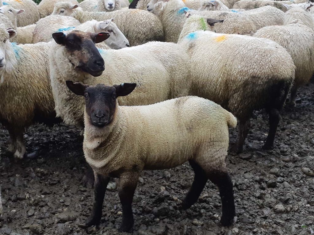 BF lamb — Genetic Gains in Wanaka, New Zealand
