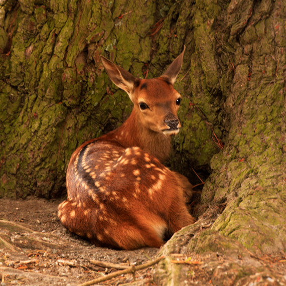 Willies Fawn at the Tree — Genetic Gains in Wanaka, New Zealand