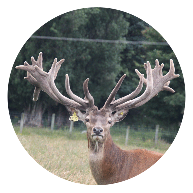 Deer-Velvet